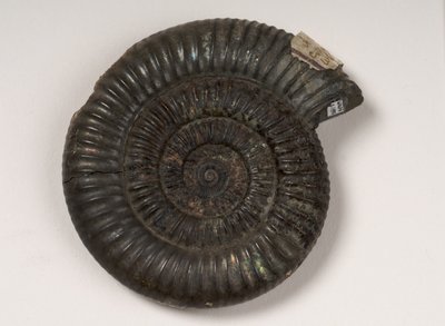 Fossil Ammonite Identified as Dactylioceras sp., Approximately 190 Million Years Old by Unbekannt Unbekannt